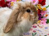 adoptable Rabbit in , VA named Willie