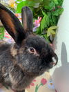 adoptable Rabbit in  named Shadow (Bonded with Theodore)