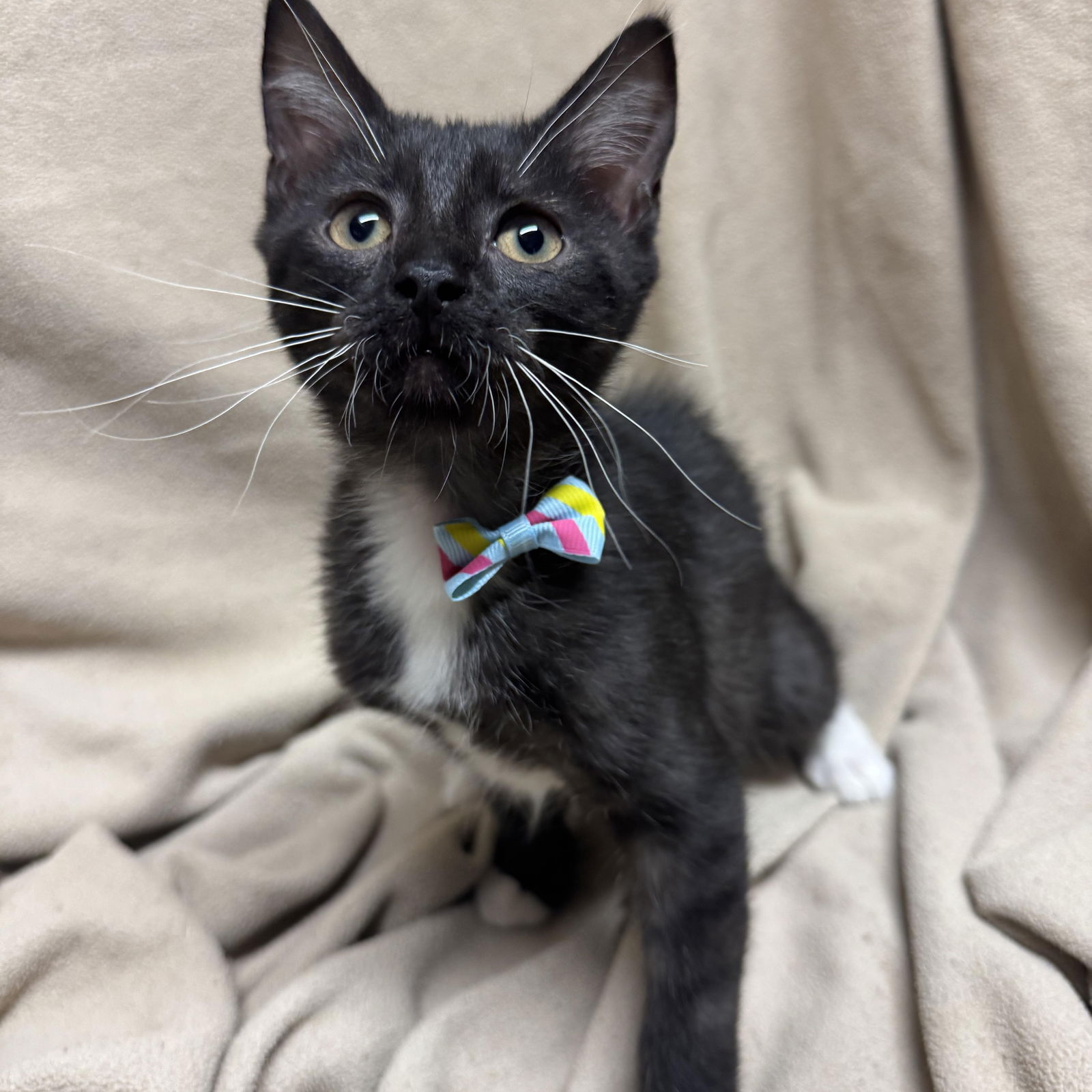 adoptable Cat in Fredericksburg, VA named Golly Miss Molly