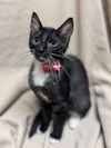 adoptable Cat in Fredericksburg, VA named Oatmeal