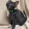 adoptable Cat in fredericksburg, VA named Fuzz Lightyear