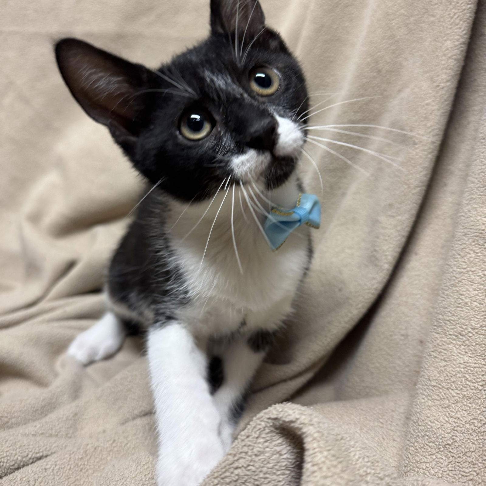 adoptable Cat in Fredericksburg, VA named Milkman