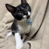 adoptable Cat in Fredericksburg, VA named Milkman