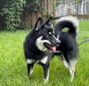 adoptable Dog in  named Jaxson