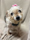 adoptable Dog in Fredericksburg, VA named Nonna