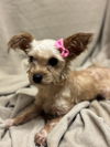 adoptable Dog in  named Jellybean