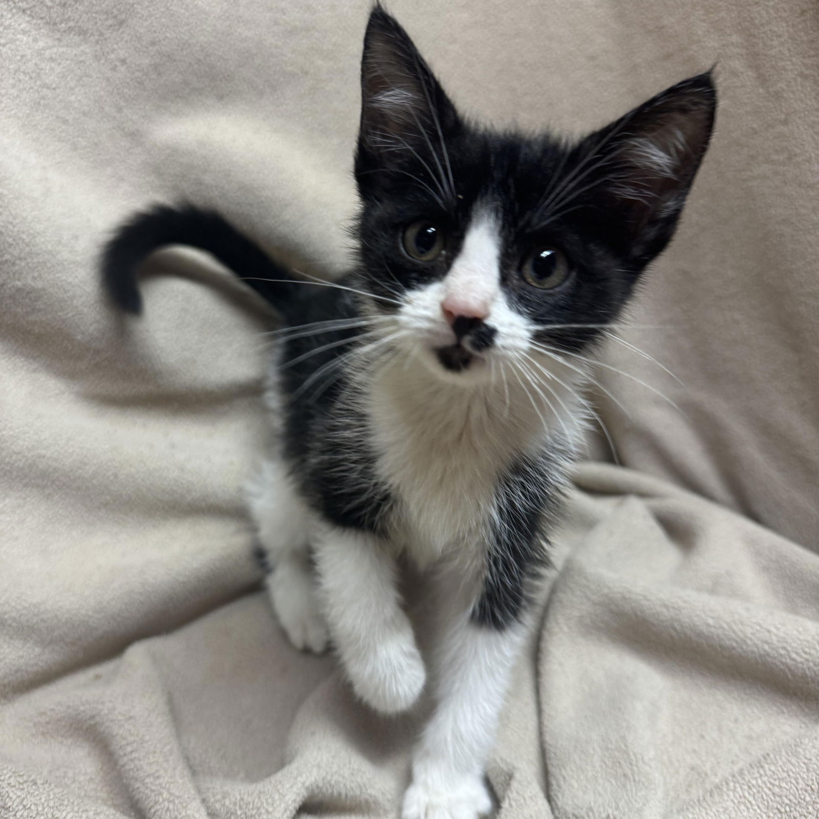 adoptable Cat in Fredericksburg, VA named Two Tone Tilly