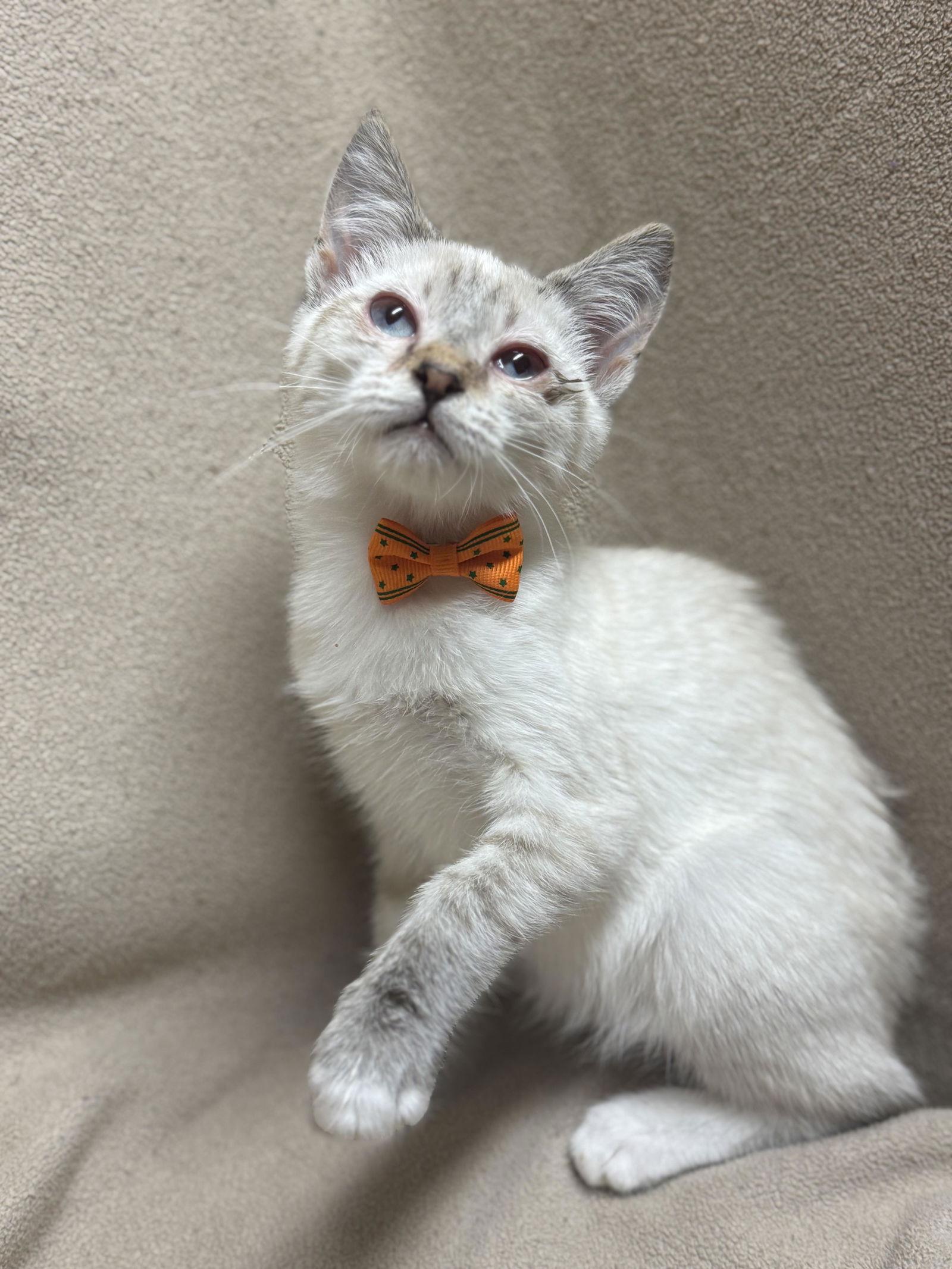 adoptable Cat in Fredericksburg, VA named Songbird
