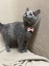 adoptable Cat in fredericksburg, VA named Bambi