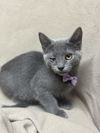 adoptable Cat in fredericksburg, VA named Donuts