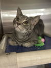 adoptable Cat in fredericksburg, VA named Biscuit
