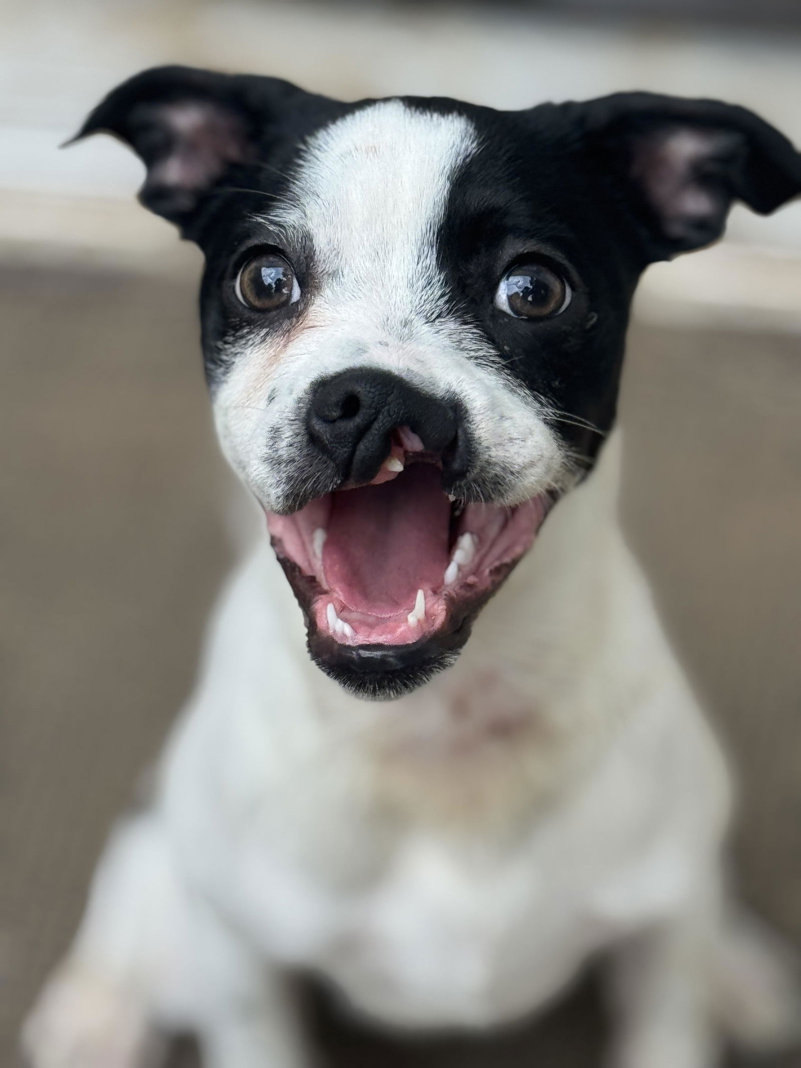 adoptable Dog in Fredericksburg, VA named Tucker