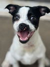adoptable Dog in  named Tucker