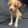 adoptable Dog in fredericksburg, VA named Barkley