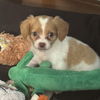 adoptable Dog in  named Marigold