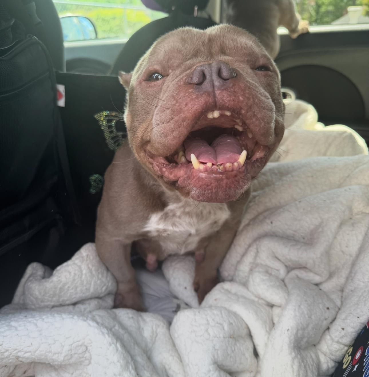 adoptable Dog in Fredericksburg, VA named Pound Cake