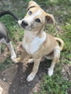 adoptable Dog in  named Goose