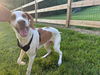 adoptable Dog in fredericksburg, VA named Tulsa