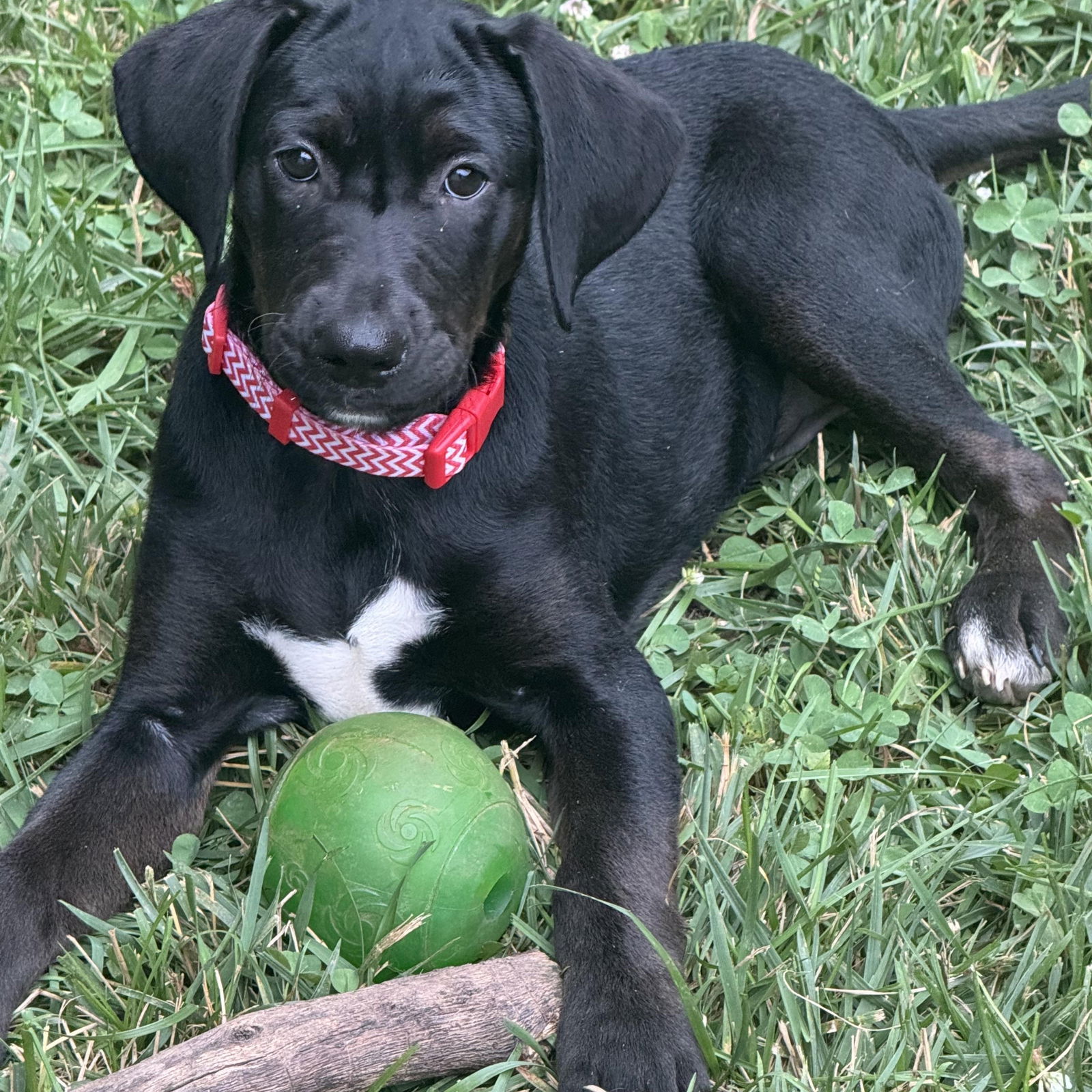 adoptable Dog in Fredericksburg, VA named Kalani