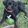 adoptable Dog in  named Kalani