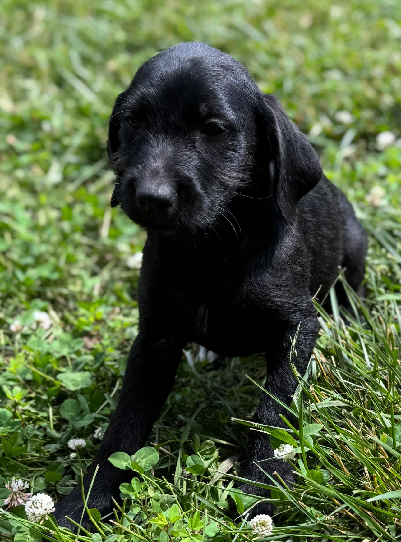 adoptable Dog in Fredericksburg, VA named Martika