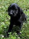 adoptable Dog in  named Martika