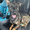 adoptable Dog in  named Flynn