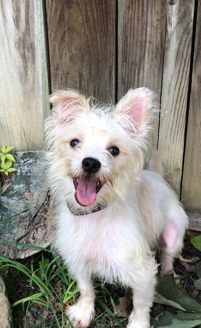 adoptable Dog in Fredericksburg, VA named Athena