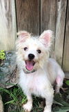 adoptable Dog in  named Athena