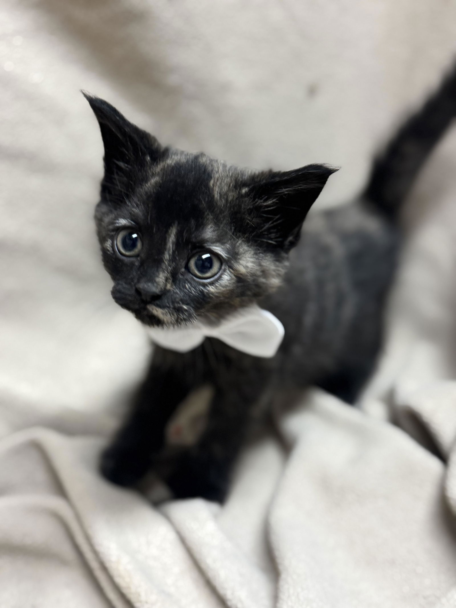 adoptable Cat in Fredericksburg, VA named Turtleneck *AVAILABLE IN JULY*