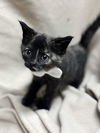 adoptable Cat in fredericksburg, VA named Turtleneck *AVAILABLE IN JULY*