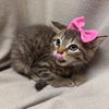 adoptable Cat in fredericksburg, VA named Gossip Girl