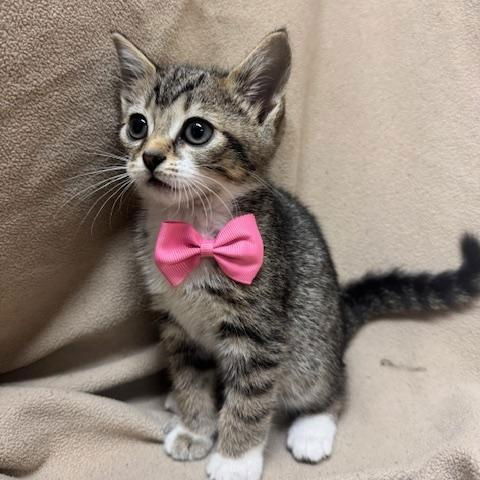 adoptable Cat in Fredericksburg, VA named Side of Guac