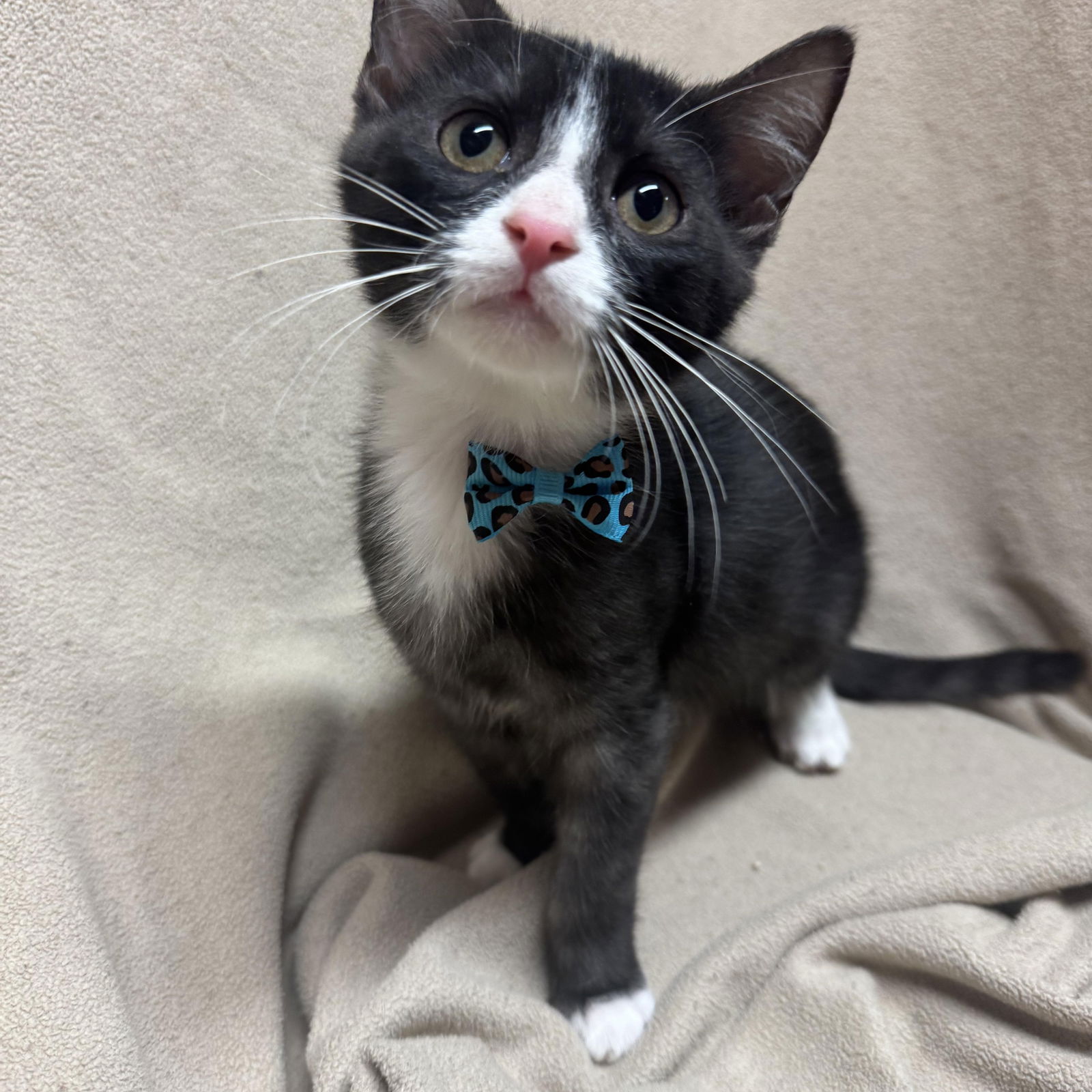 adoptable Cat in Fredericksburg, VA named Friday