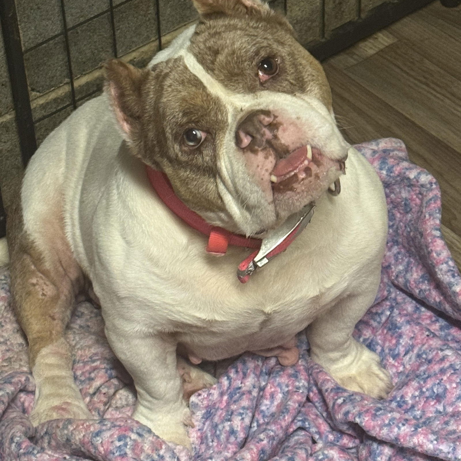 adoptable Dog in Fredericksburg, VA named Lola