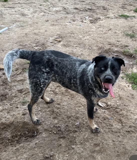 adoptable Dog in Fredericksburg, VA named Bandit