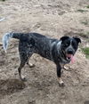 adoptable Dog in fredericksburg, VA named Bandit