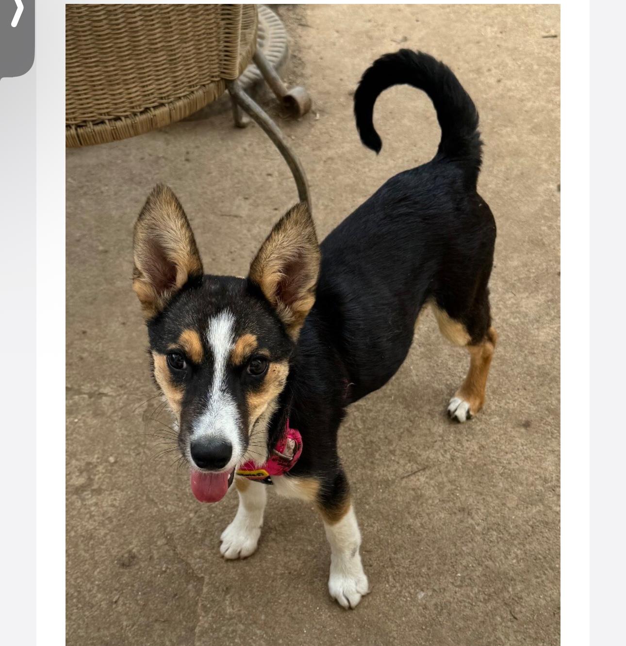 adoptable Dog in Fredericksburg, VA named Poppy Seed