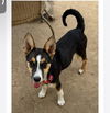 adoptable Dog in  named Poppy Seed