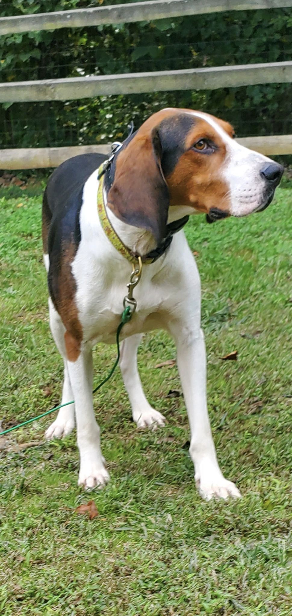 adoptable Dog in Fredericksburg, VA named Rudolph