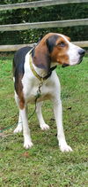 adoptable Dog in  named Rudolph