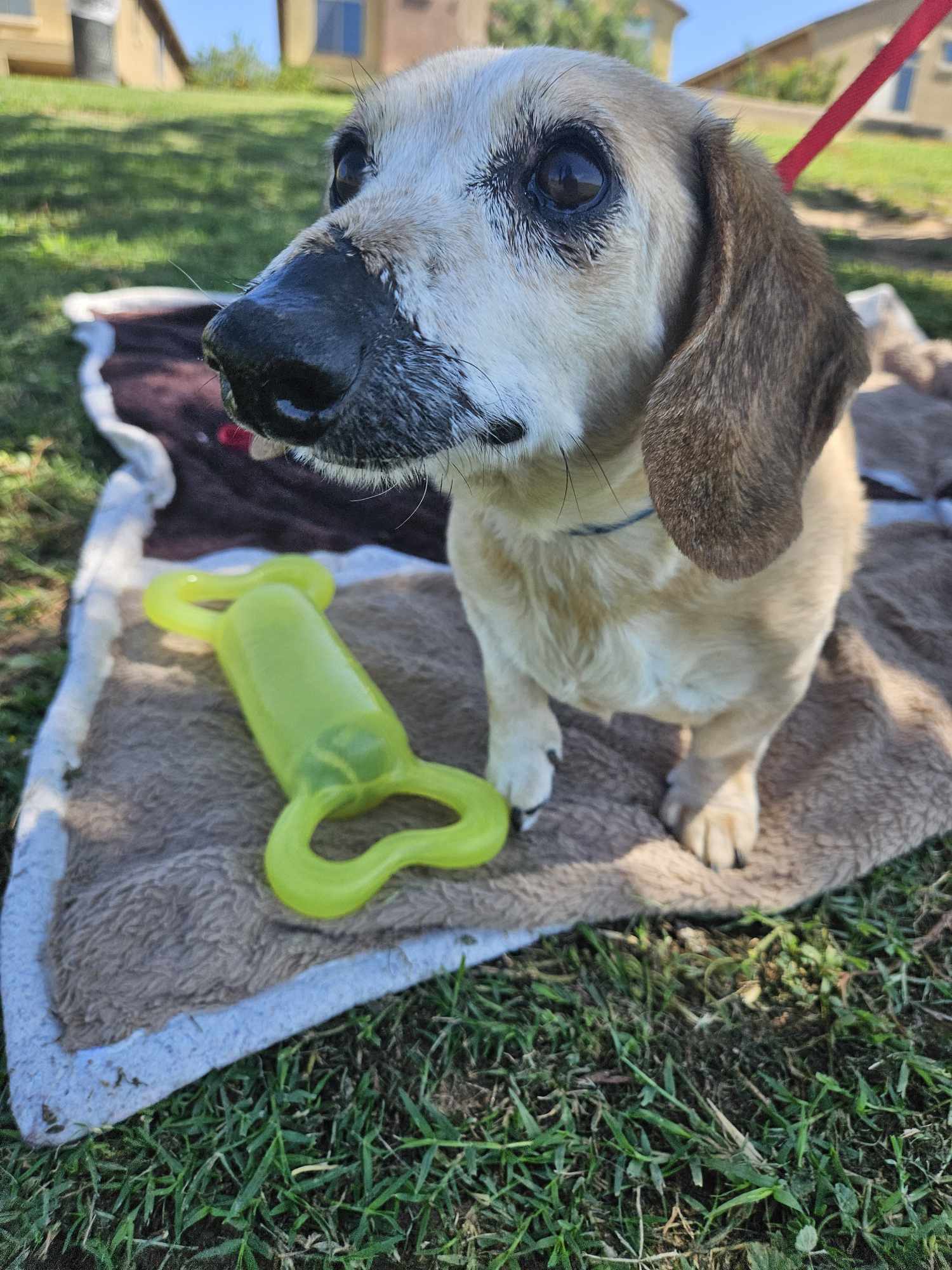adoptable Dog in Queen Creek, AZ named Jake