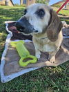 adoptable Dog in  named Jake