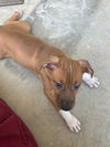 adoptable Dog in  named ACE
