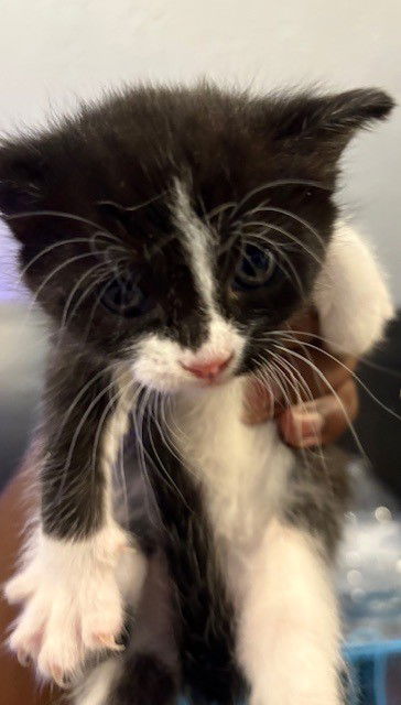 adoptable Cat in Rockmart, GA named Abby
