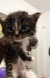 adoptable Cat in  named Lucy