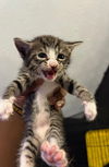 adoptable Cat in  named Sasha