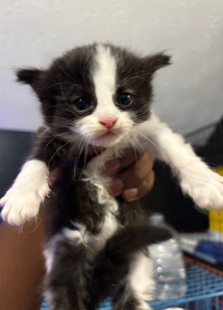 adoptable Cat in Rockmart, GA named Deon