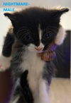 adoptable Cat in  named Nightmare