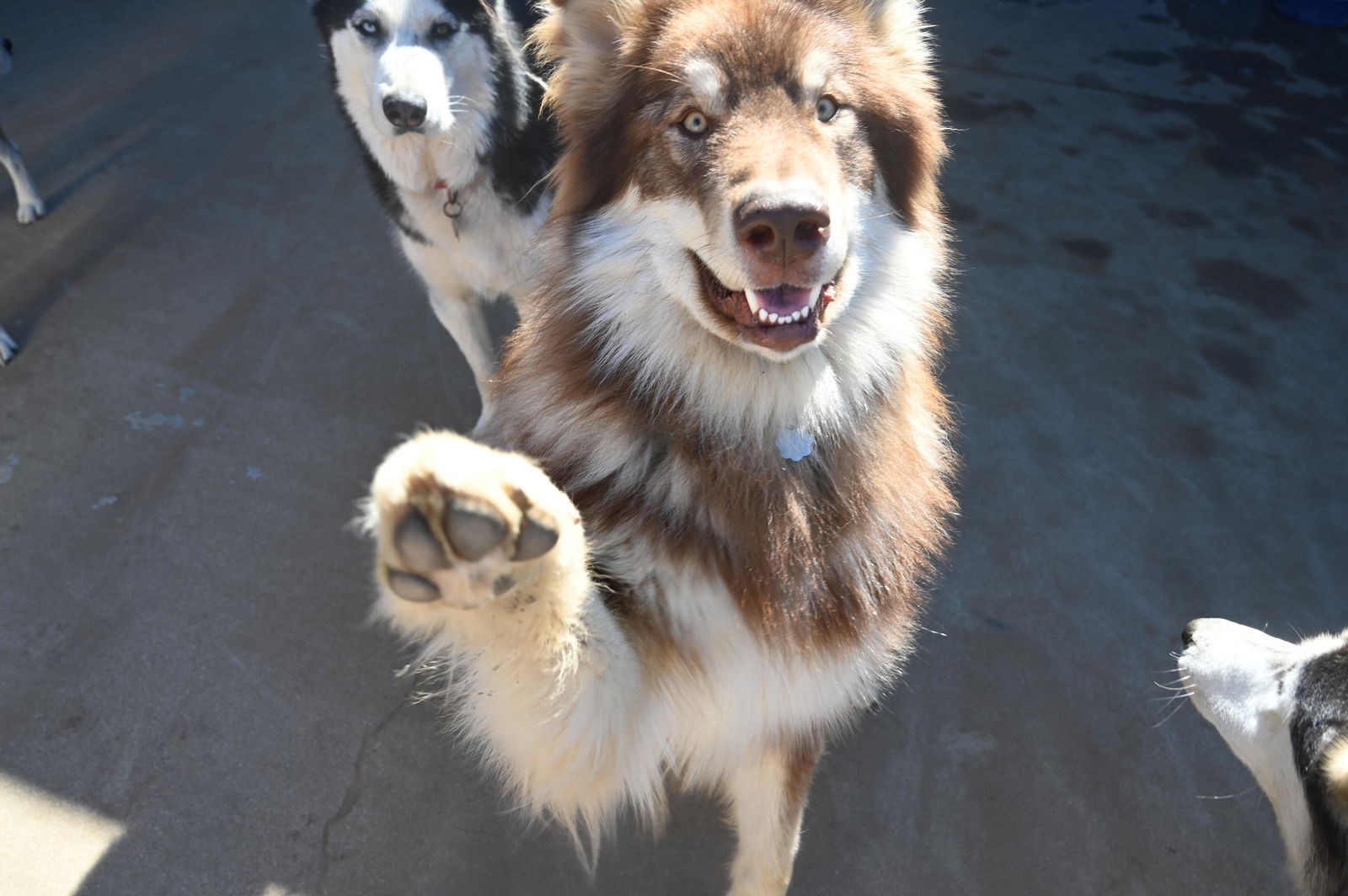adoptable Dog in Marysville, CA named Amarok